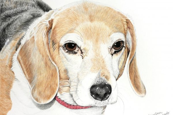 Dixie the beagle