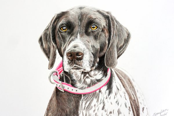 Sassy the German Shorthaired Pointer