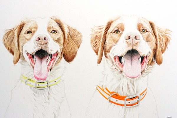 Indy and Rio the Brittany Spaniels