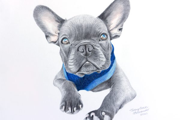 Archie the French Bulldog