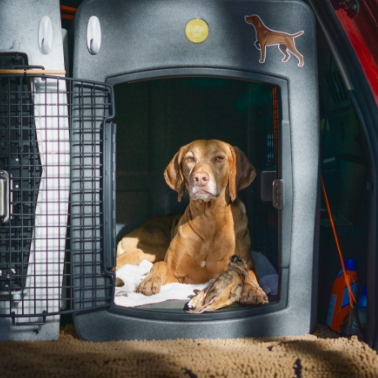dog photography