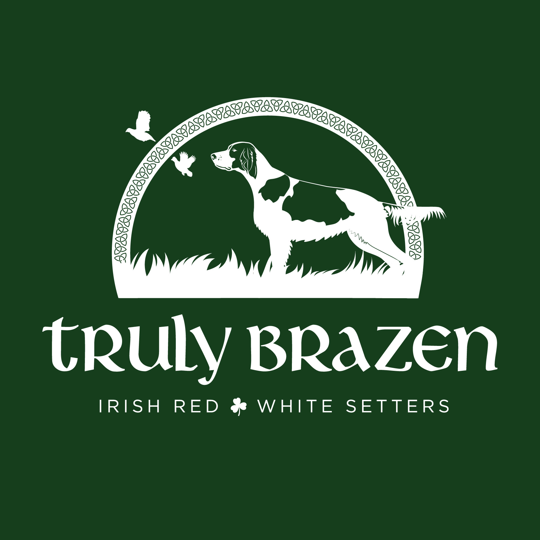 Truly Brazen Irish Red & White Setters